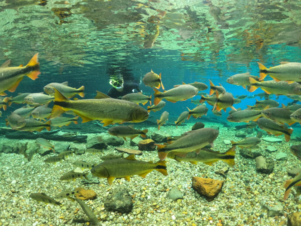 Uma pessoa flutua nas águas cristalinas do Recanto Ecológico Rio da Prata ao lado de vários peixes.