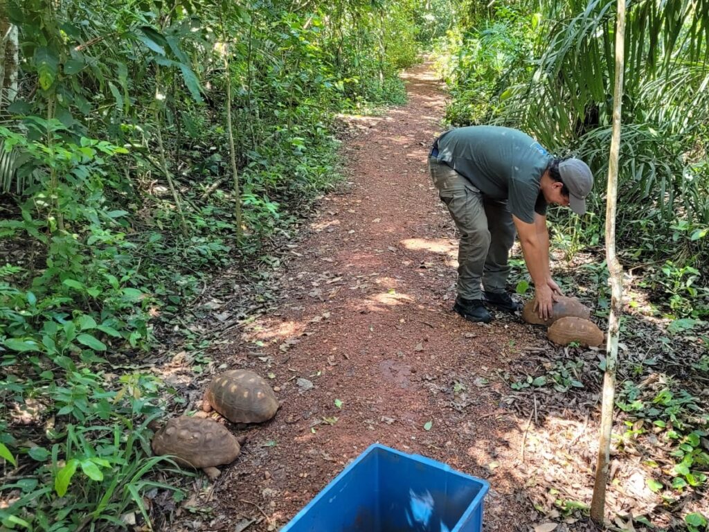 Jabutis são colocadas na trilha para se reintegra à natureza do Recanto Ecológico Rio da Prata