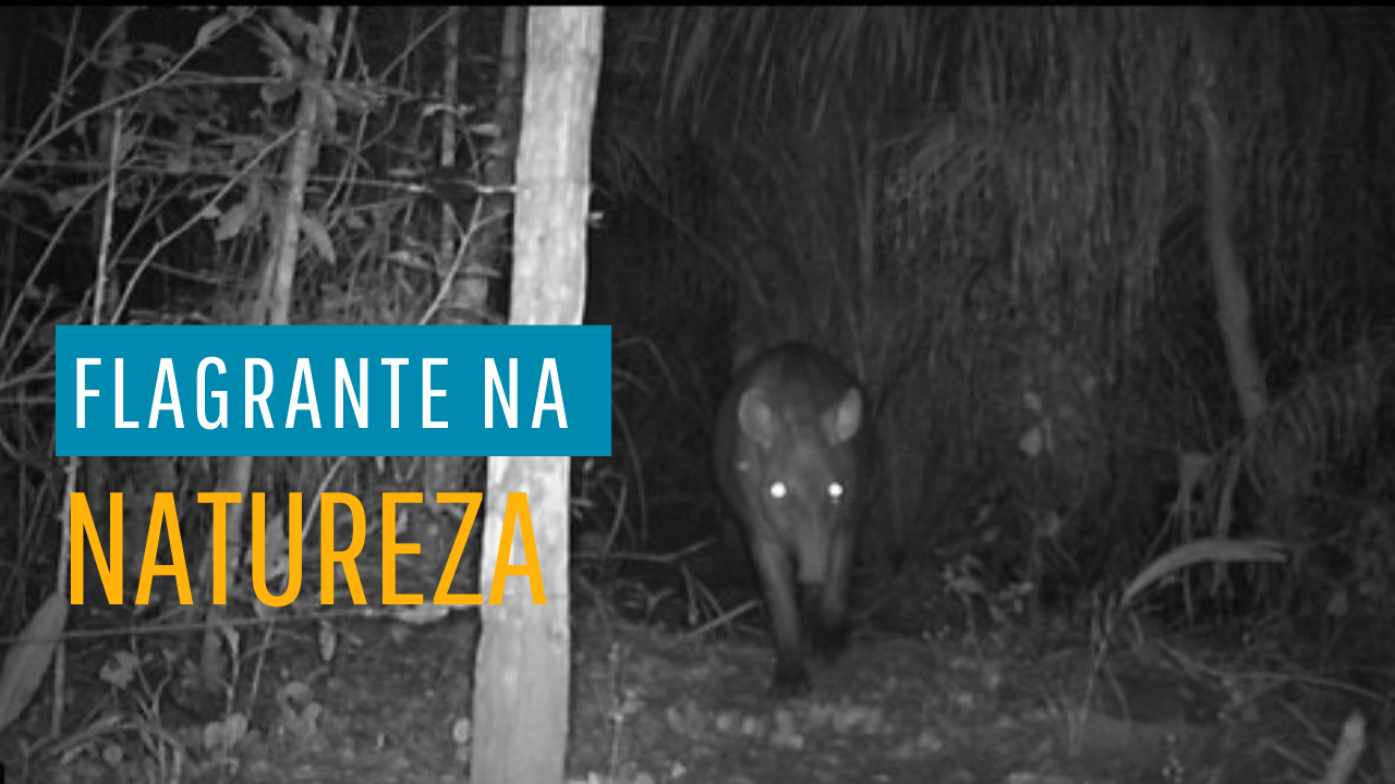 Vida Selvagem: Flagras Incríveis no Recanto Ecológico Rio da Prata