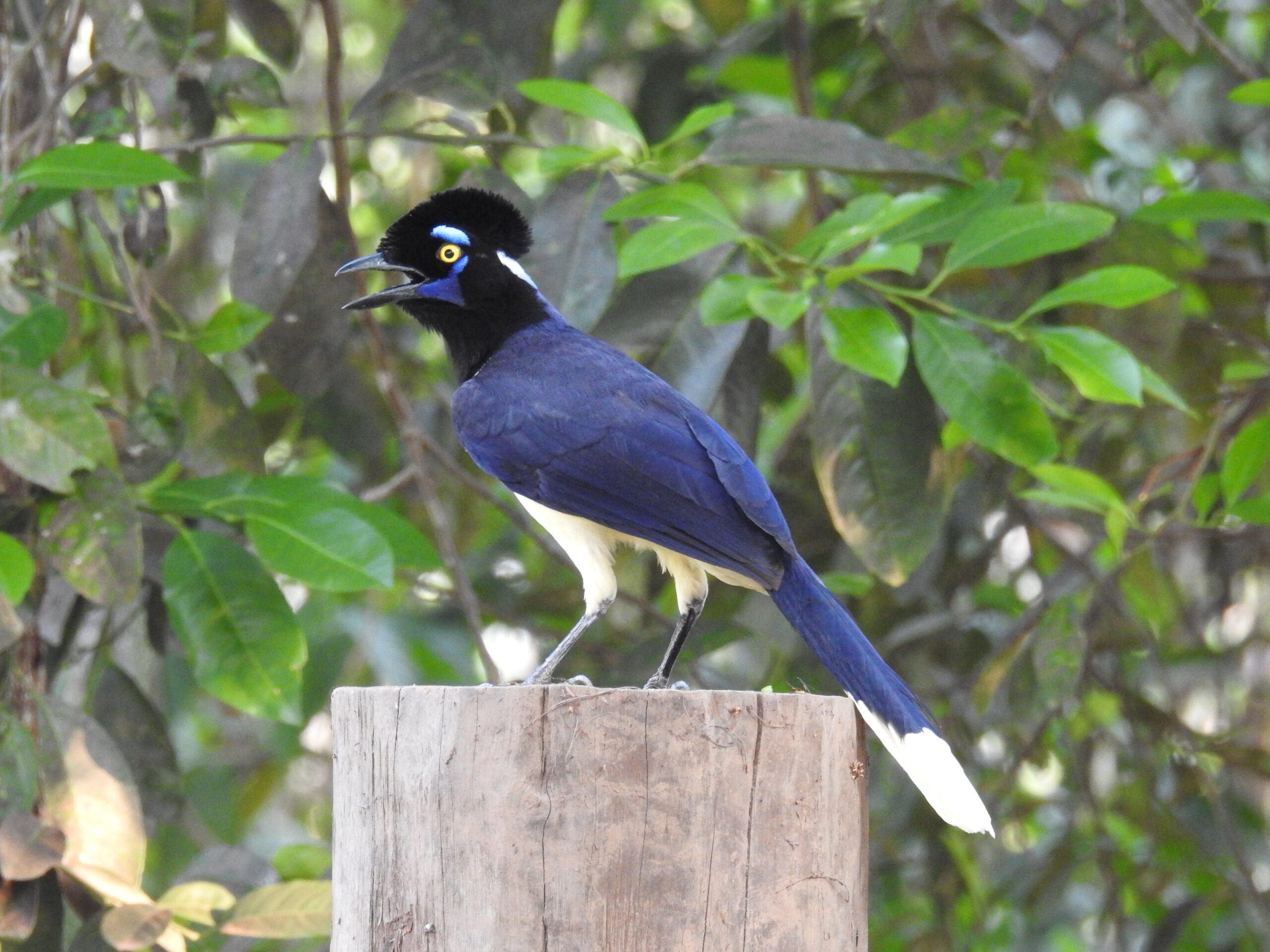 Conheça a Gralha-Picaça; ave registrada no Recanto Ecológico Rio da Prata