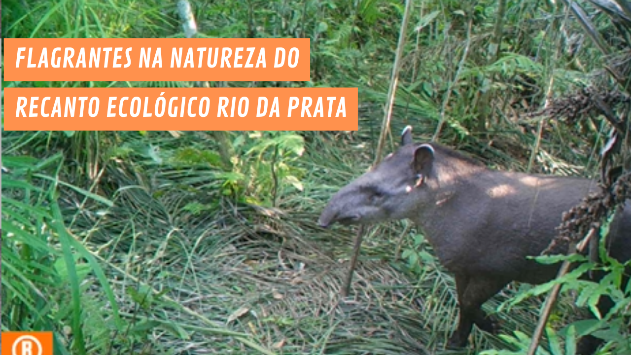 Registros fotográficos revelam a diversidade da vida selvagem no Recanto Ecológico Rio da Prata