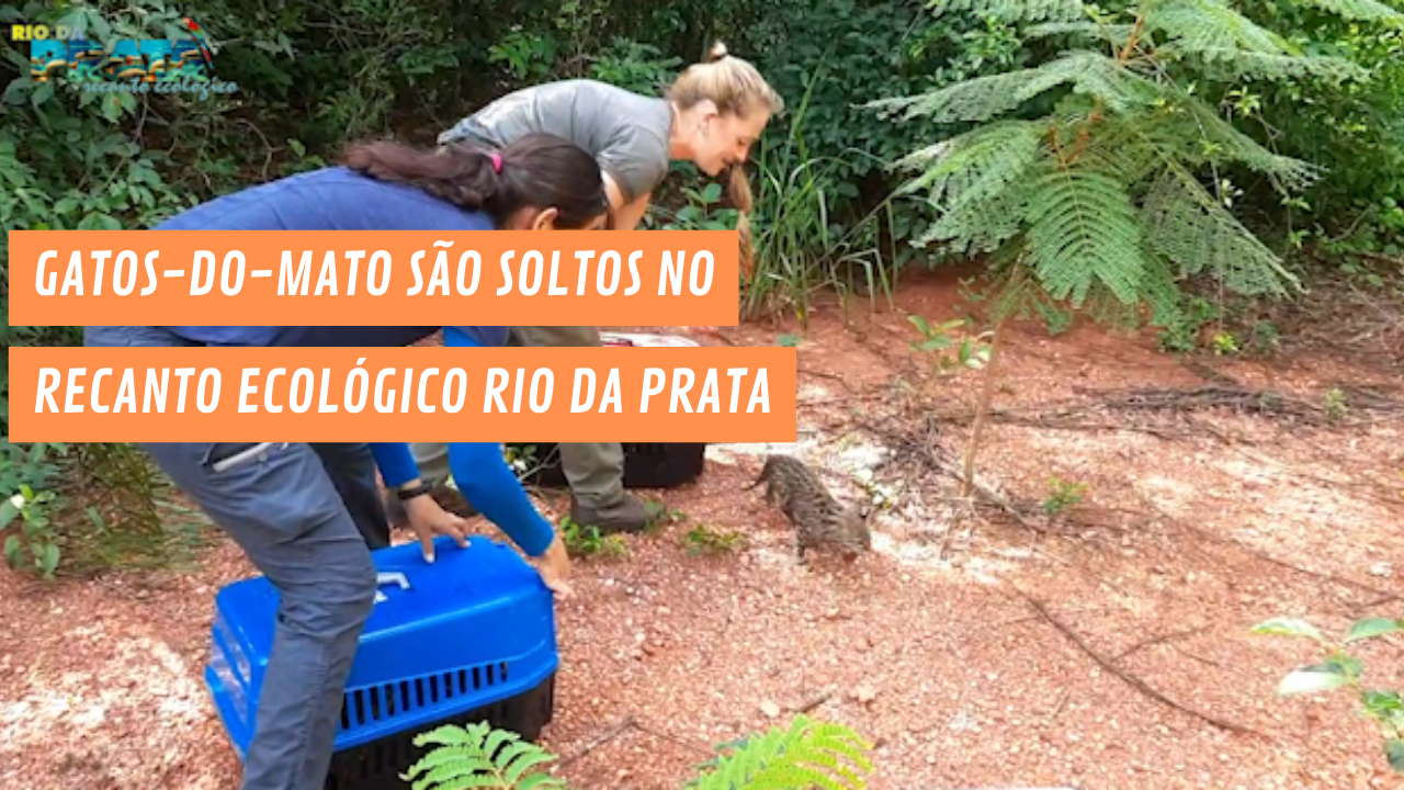 CRAS reintegra animais silvestres no Recanto Ecológico Rio da Prata