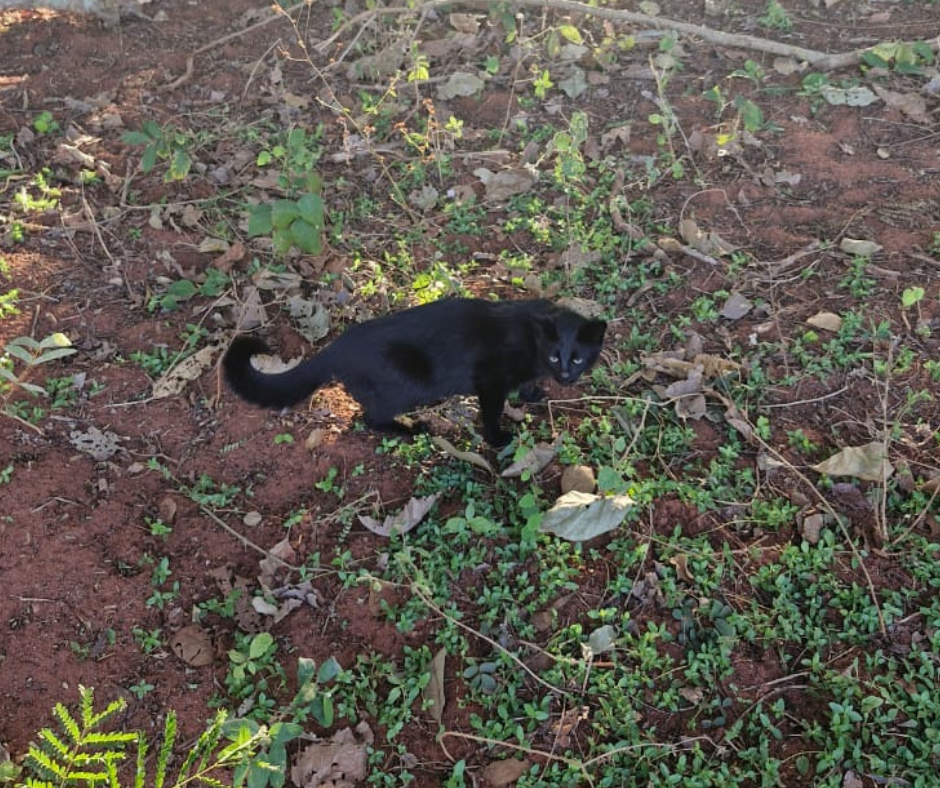 Gato-palheiro melânico
