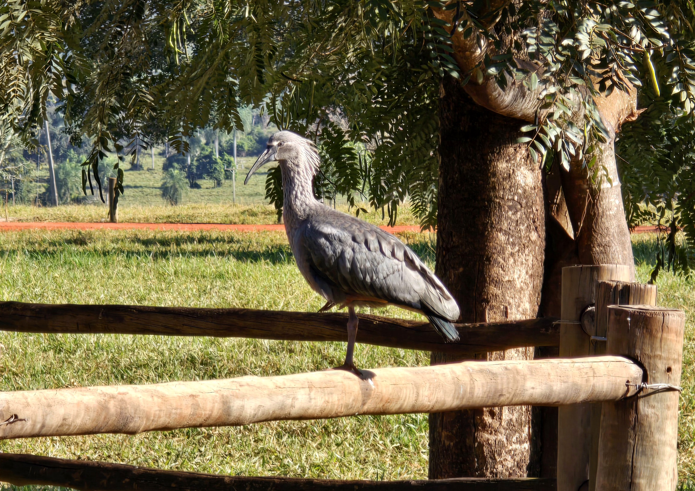 curicaca-real-avistada-no-rio-da-prata