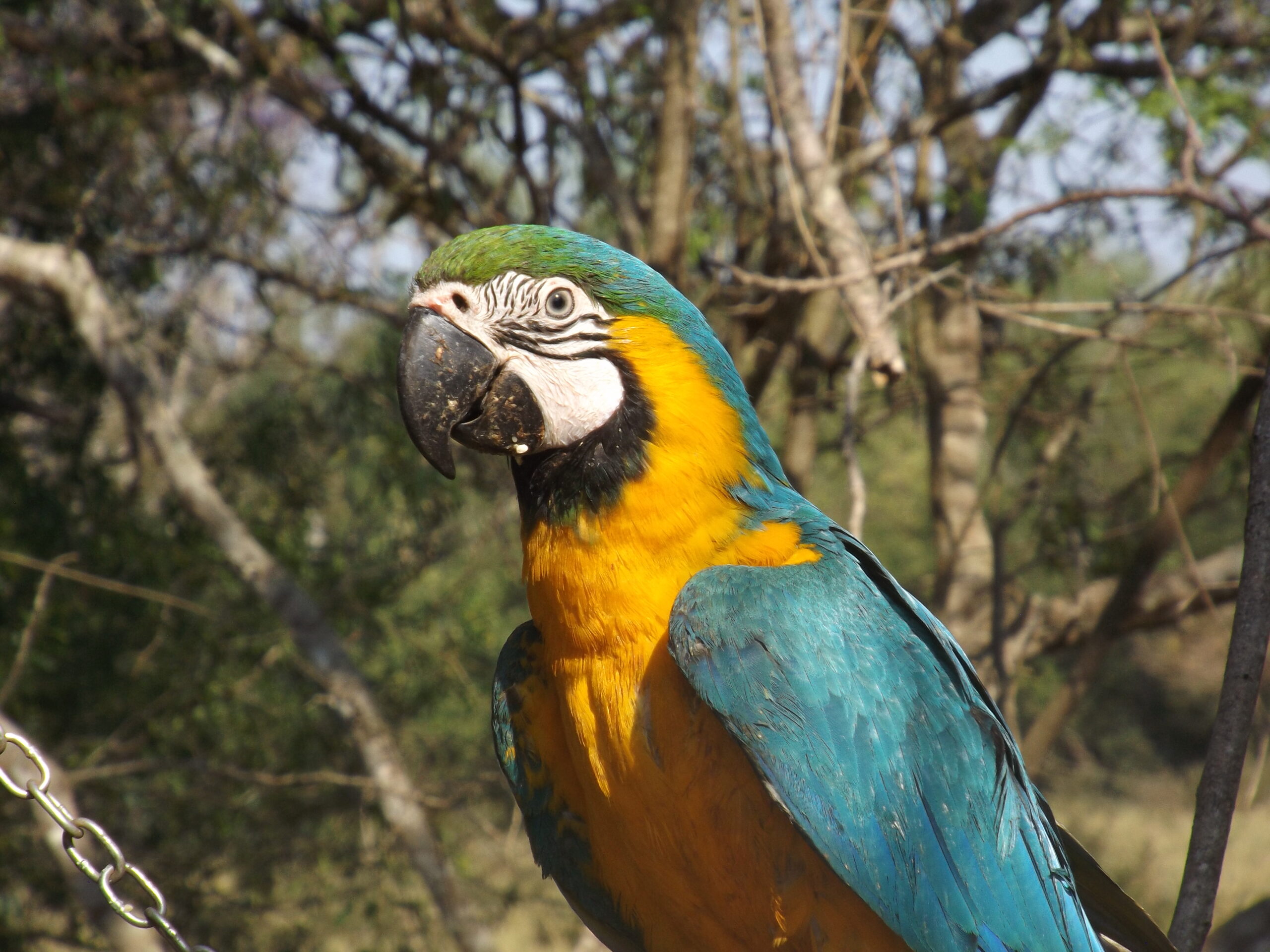 CRAS realiza soltura de animais silvestres na RPPN Cabeceira do Prata