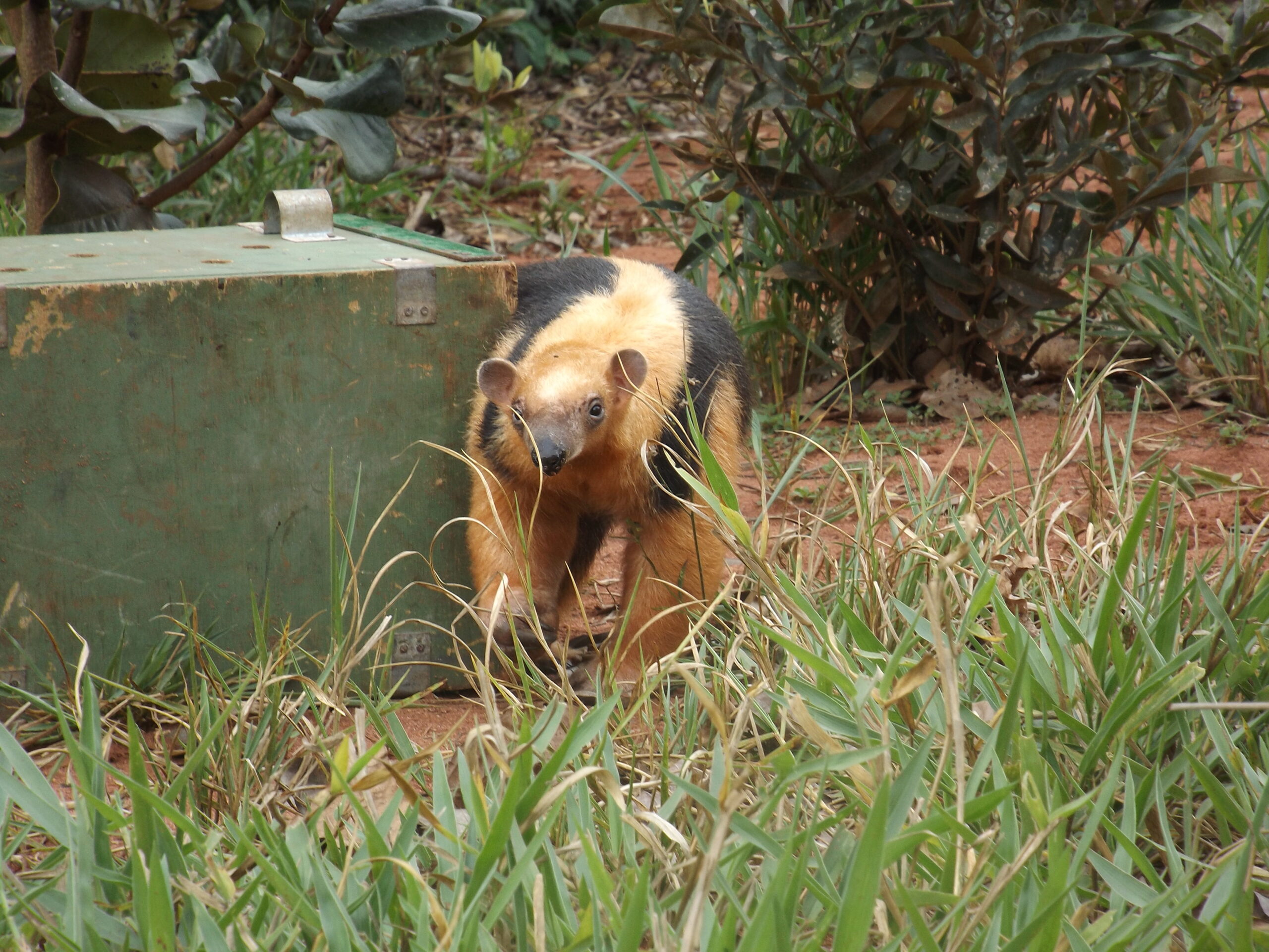 Recanto Ecológico Rio da Prata recebe nova ação de reintrodução de animais silvestres