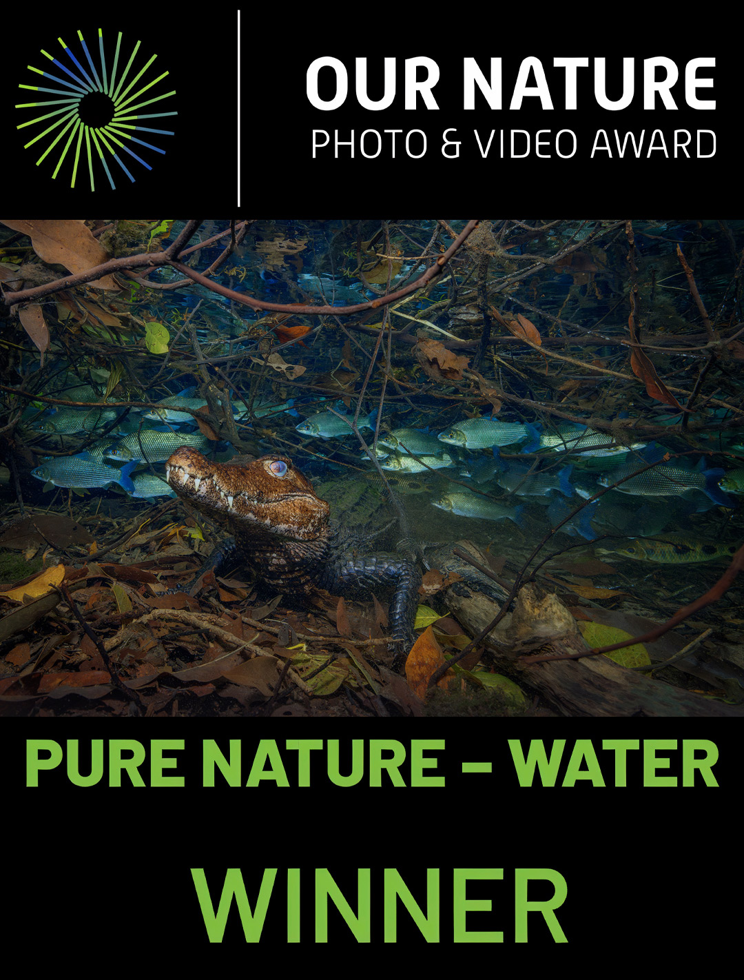 Fotógrafo brasileiro vence prêmio internacional com imagem de jacaré-coroa feita no Recanto Ecológico Rio da Prata