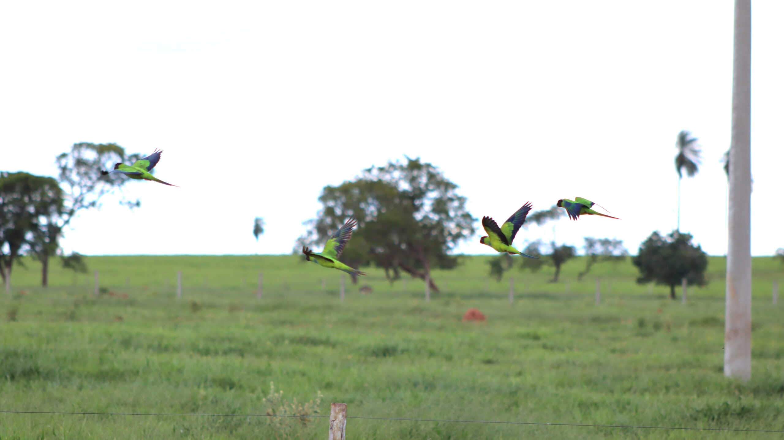 Príncipe-negro é a nova espécie de ave registrada no Recanto Ecológico Rio da Prata
