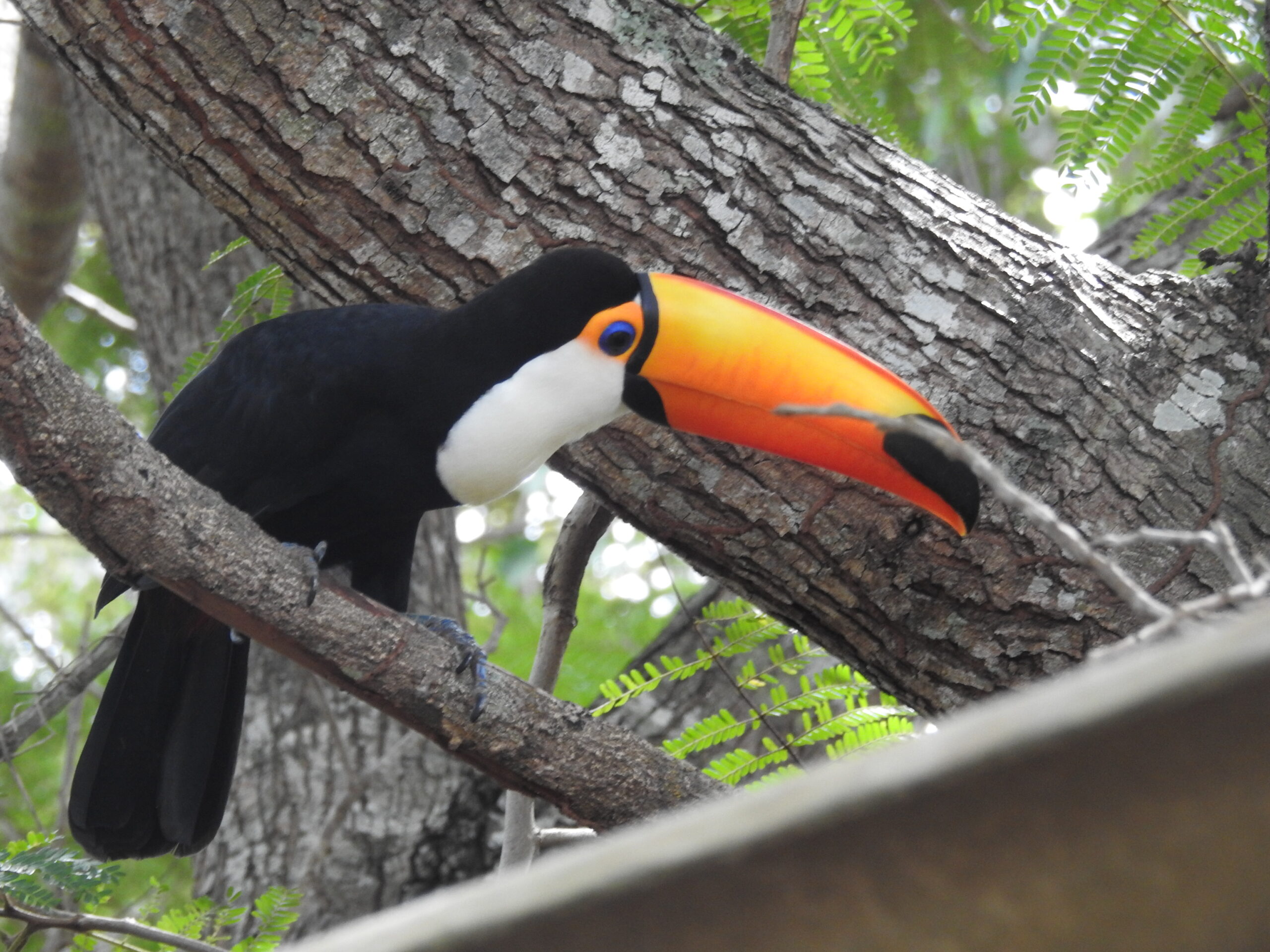 CRAS realiza soltura de animais silvestres no Recanto Ecológico Rio da Prata