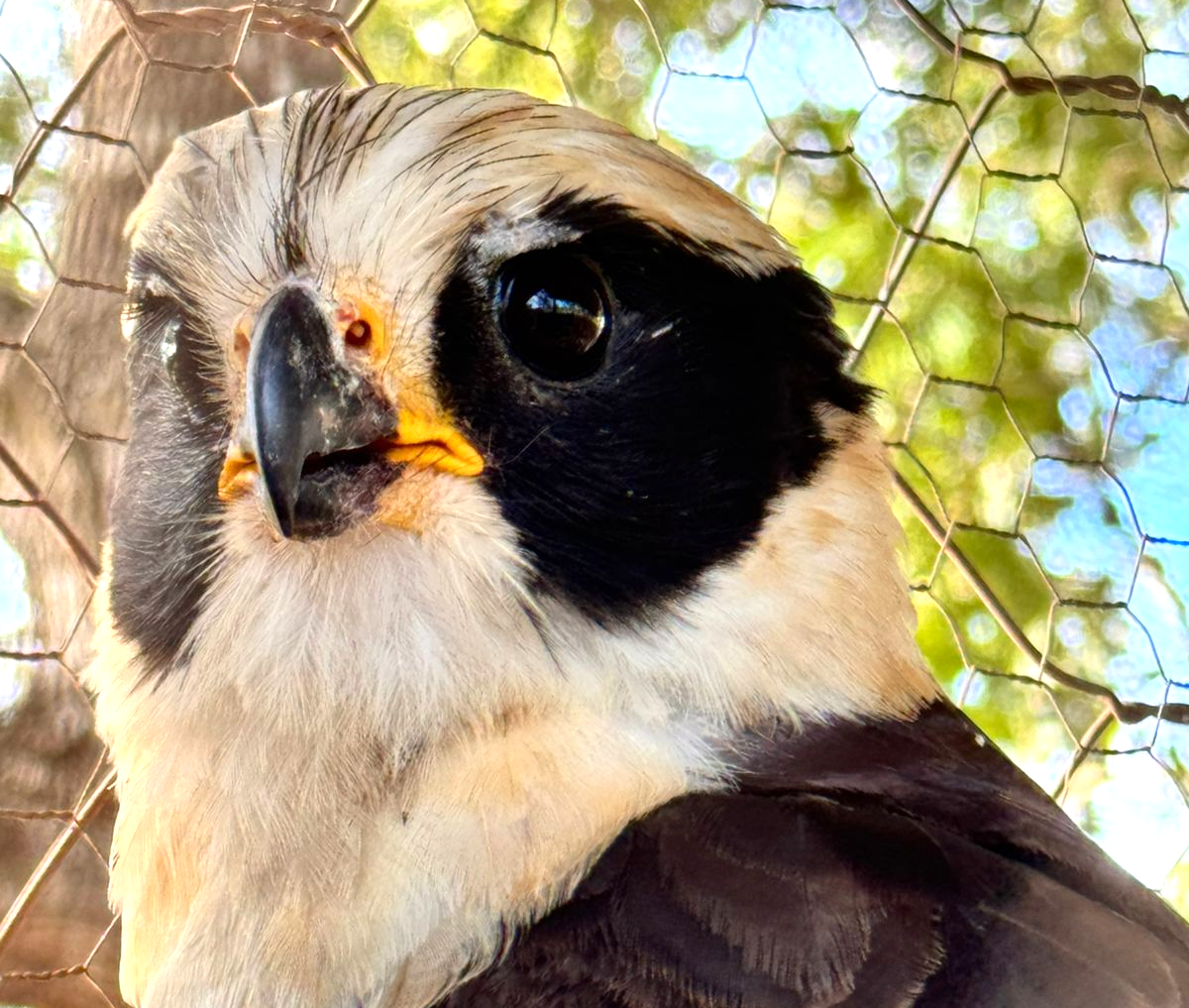Recanto Ecológico Rio da Prata recebe nova soltura de animais silvestres