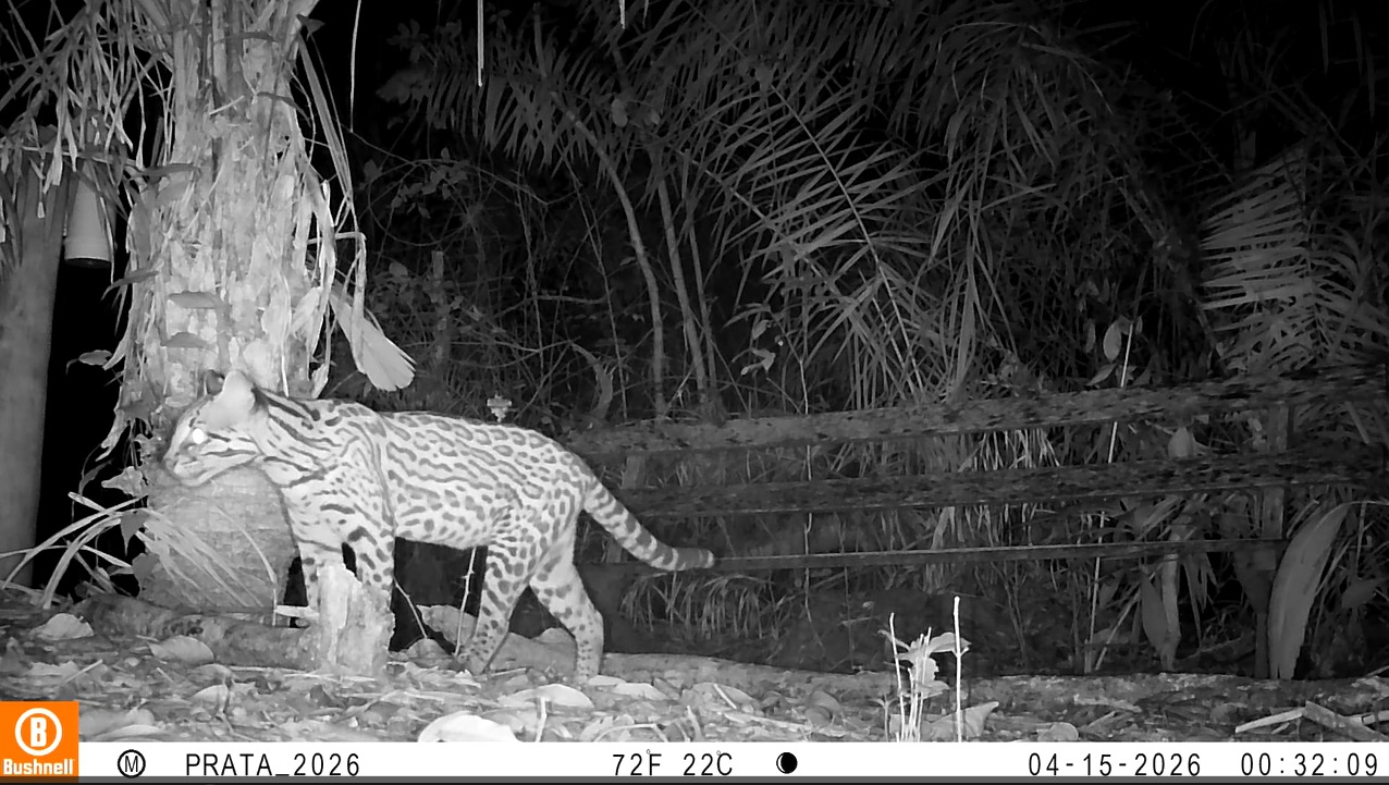 Quatro jaguatiricas são identificadas na RPPN Cabeceira do Prata