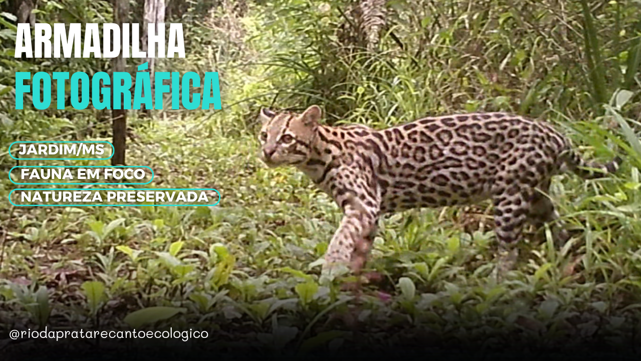 Jaguatirica é registrada por armadilha fotográfica no Recanto Ecológico Rio da Prata