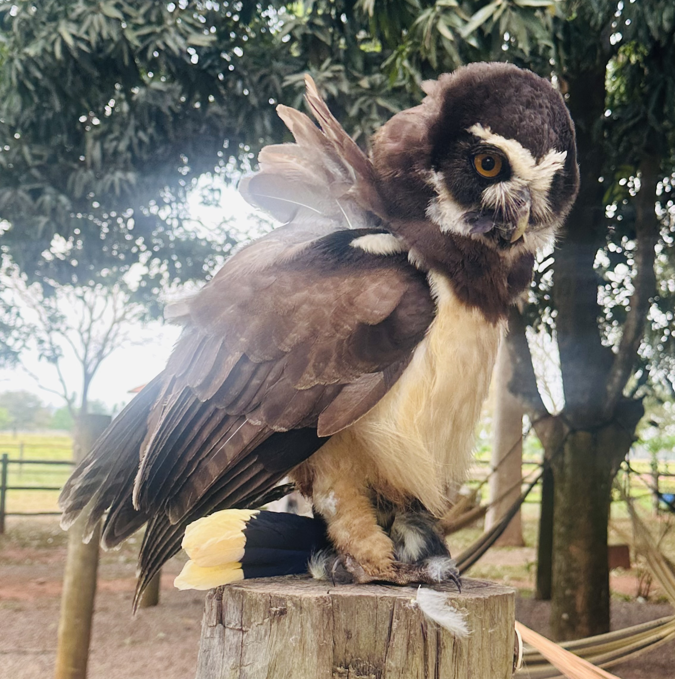 Coruja-murucututu é flagrada em registro raro de predação no Recanto Ecológico Rio da Prata